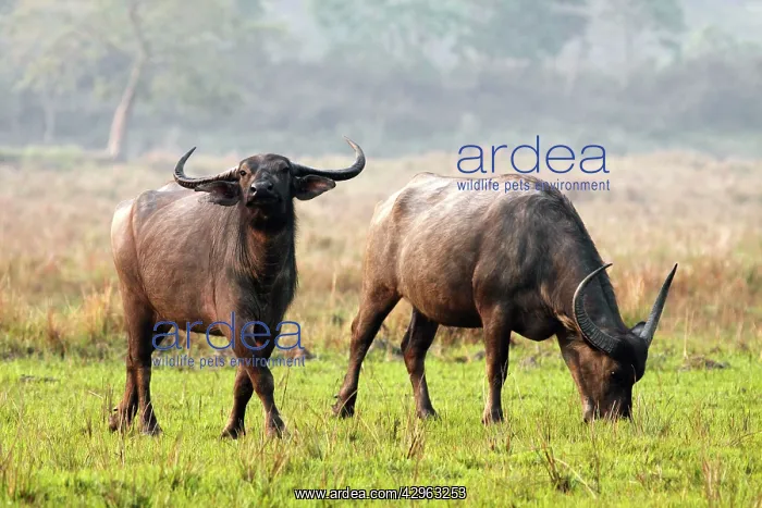  : Wild Buffalos