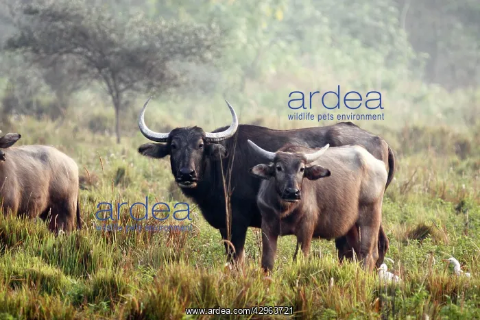 : Wild Buffalos : Wild Buffalos