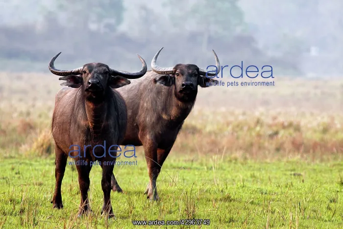: Wild Buffalos : Wild Buffalos