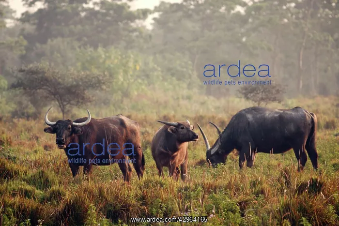 : Wild Buffalos : Wild Buffalos