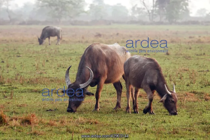 : Wild Buffalos feeding : Wild Buffalos feeding