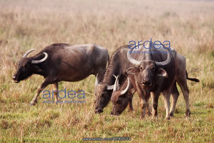  : Wild Buffalos - feeding in the grassland
