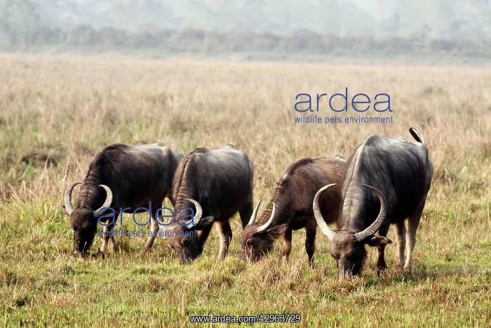 : Wild Buffalos - feeding in the grassland : Wild Buffalos - feeding in the grassland