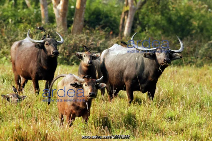 : Wild Buffalos - in the grasslands : Wild Buffalos - in the grasslands
