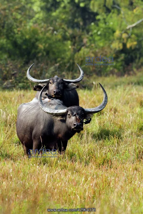 : Wild Buffalos - in the grasslands : Wild Buffalos - in the grasslands