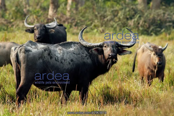 : Wild Buffalos - in the grasslands : Wild Buffalos - in the grasslands