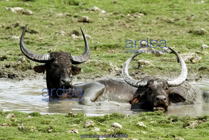 : Wild Buffalos - in the mud pool : Wild Buffalos - in the mud pool