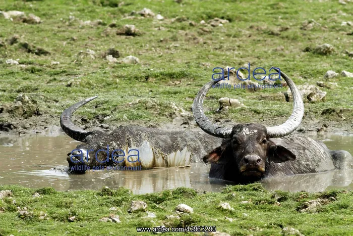 : Wild Buffalos - in the mud pool : Wild Buffalos - in the mud pool