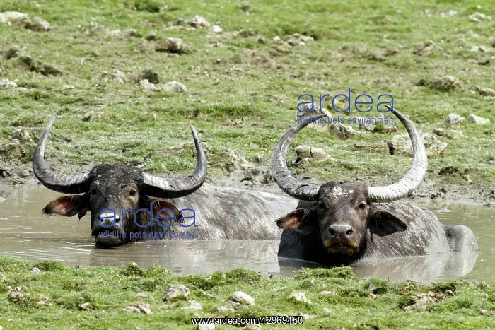 : Wild Buffalos - in the mud pool : Wild Buffalos - in the mud pool