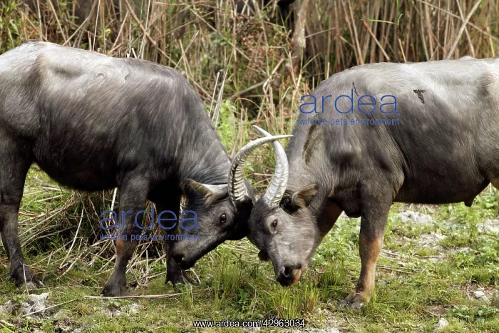 : Wild Buffalos - sparring : Wild Buffalos - sparring