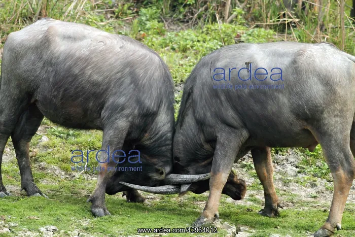 : Wild Buffalos - sparring : Wild Buffalos - sparring