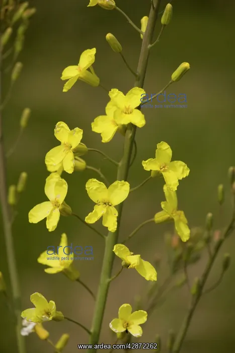 : Wild Cabbage - on the Dorset coast : Wild Cabbage - on the Dorset coast