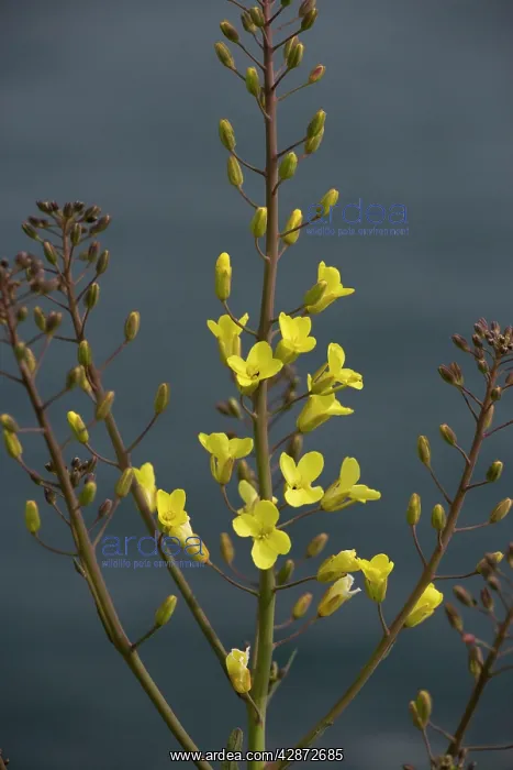 : Wild Cabbage - on the Dorset coast : Wild Cabbage - on the Dorset coast