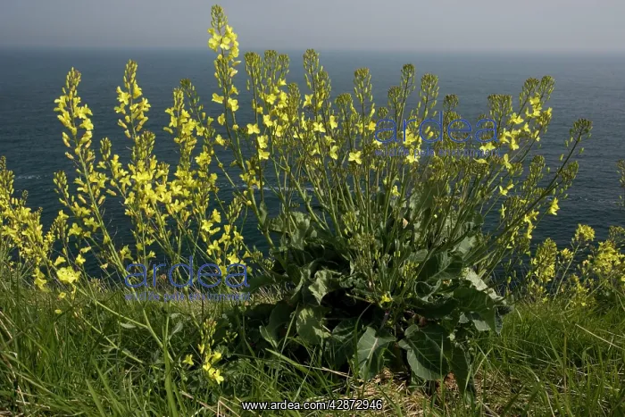 : Wild Cabbage - on the Dorset coast : Wild Cabbage - on the Dorset coast