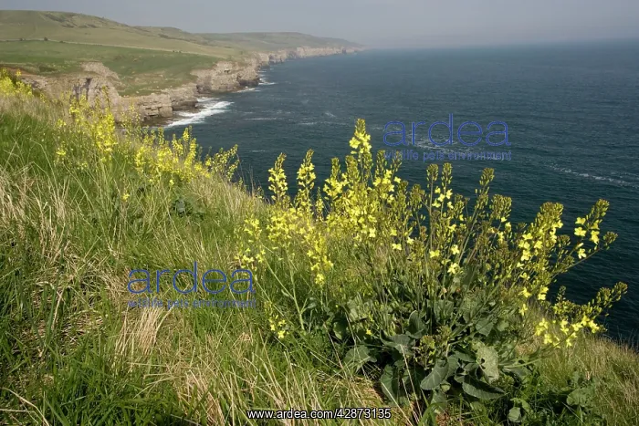 : Wild Cabbage on the Dorset coast : Wild Cabbage on the Dorset coast