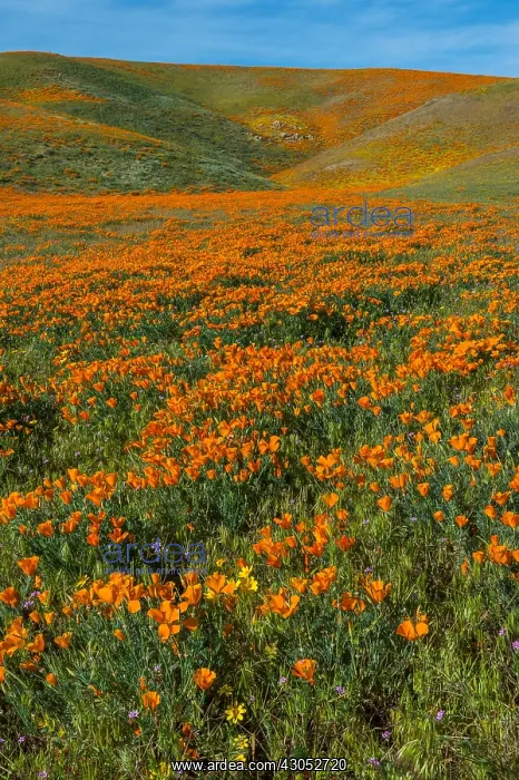 : Wild California Poppies (Eschscholzia californica) : Wild California Poppies (Eschscholzia californica)