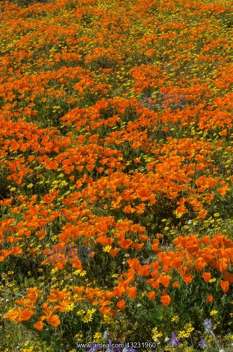 : Wild California Poppies (Eschscholzia californica) : Wild California Poppies (Eschscholzia californica)