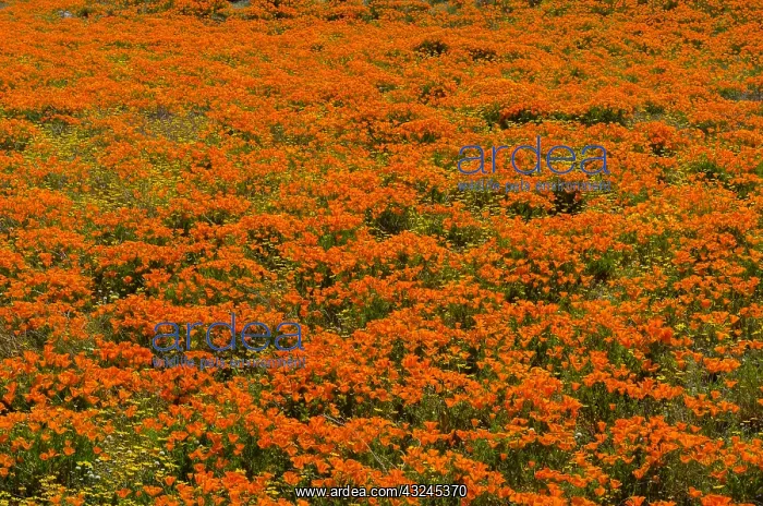 : Wild California Poppies (Eschscholzia californica) : Wild California Poppies (Eschscholzia californica)