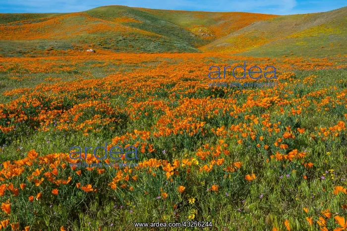 : Wild California Poppies (Eschscholzia californica) : Wild California Poppies (Eschscholzia californica)