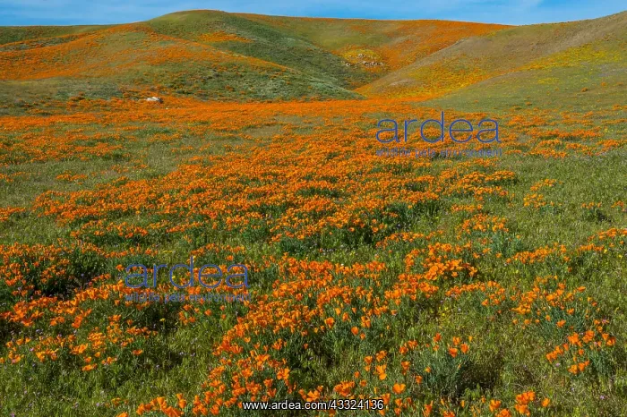 : Wild California Poppies (Eschscholzia californica) : Wild California Poppies (Eschscholzia californica)