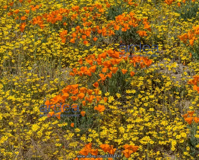 : Wild California Poppies (Eschscholzia californica) : Wild California Poppies (Eschscholzia californica)