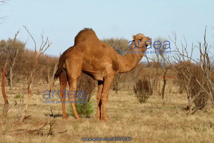 : Wild Camel : Wild Camel