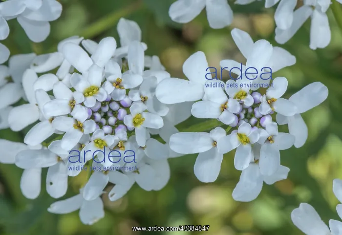 : Wild candytuft, Iberis amara, in flower in dry l : Wild candytuft, Iberis amara, in flower in dry l