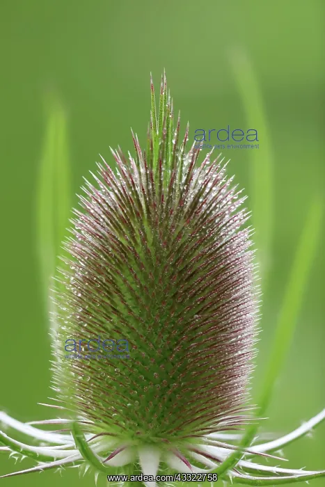 : Wild cardoon (Dipsacus fullonum), honeysuckle family : Wild cardoon (Dipsacus fullonum), honeysuckle family