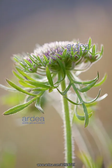 : Wild Carrot : Wild Carrot