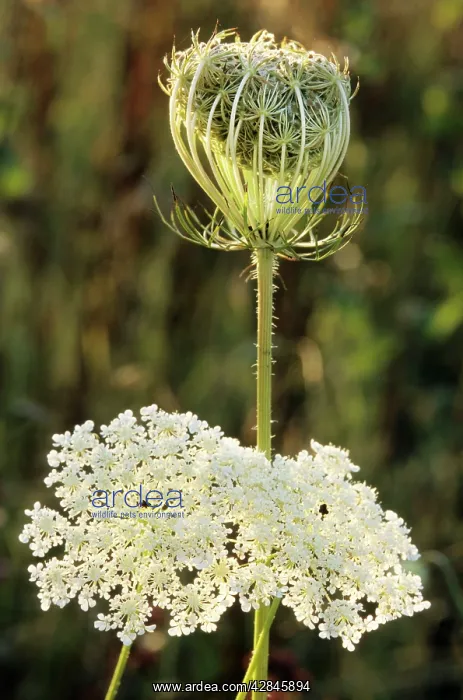  : Wild Carrot