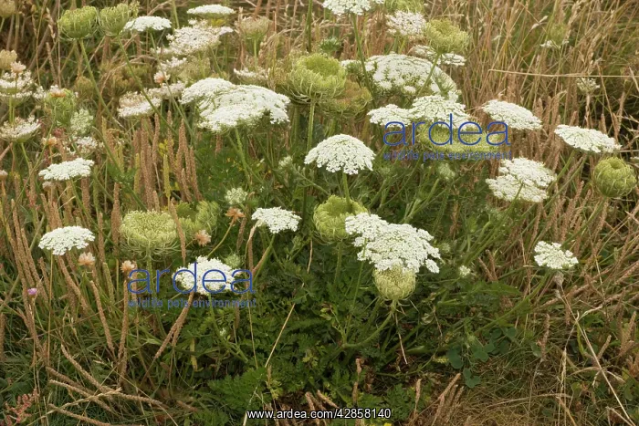 : Wild carrot : Wild carrot