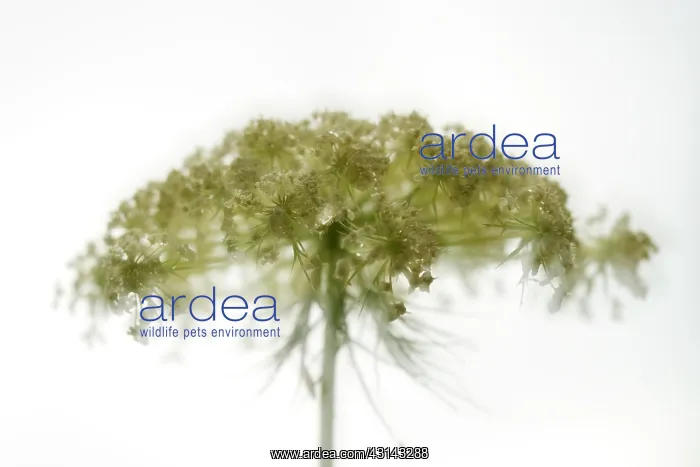 : Wild Carrot : Wild Carrot