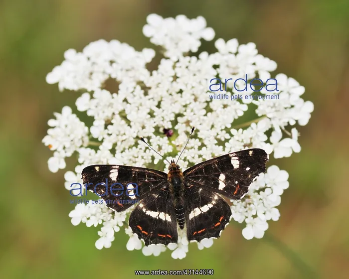 : Wild Carrot : Wild Carrot