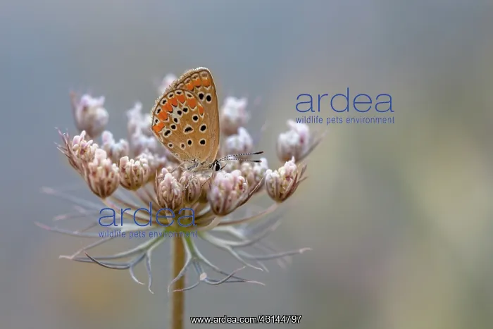 : Wild Carrot : Wild Carrot