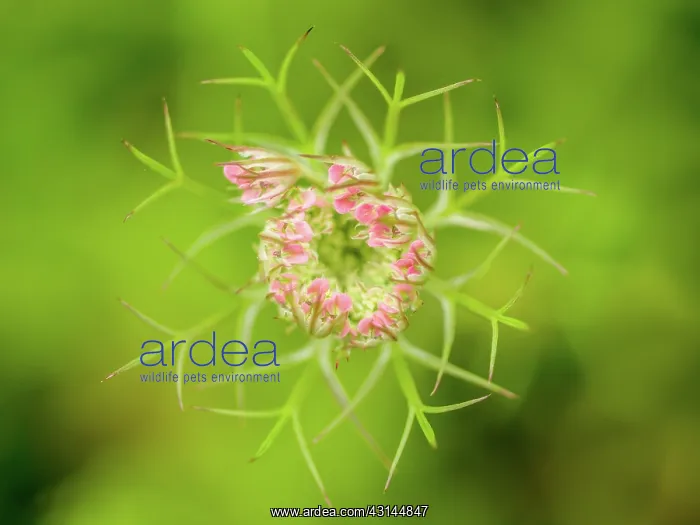 : Wild Carrot : Wild Carrot