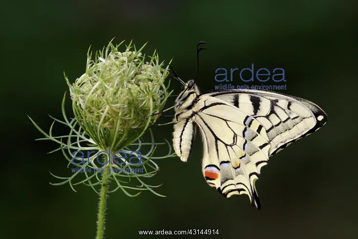 : Wild Carrot : Wild Carrot