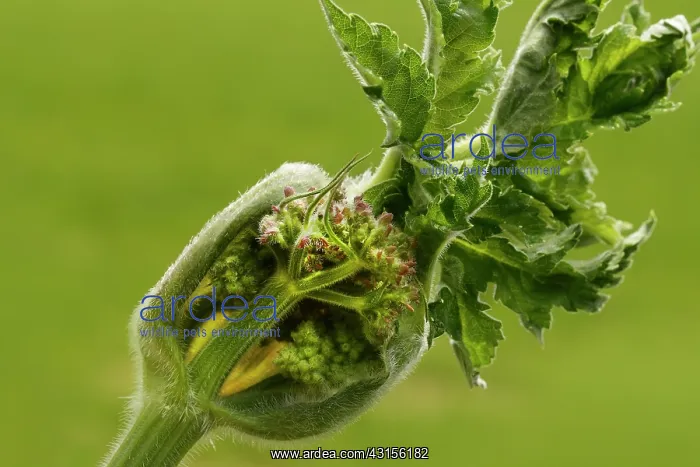 : Wild Carrot : Wild Carrot