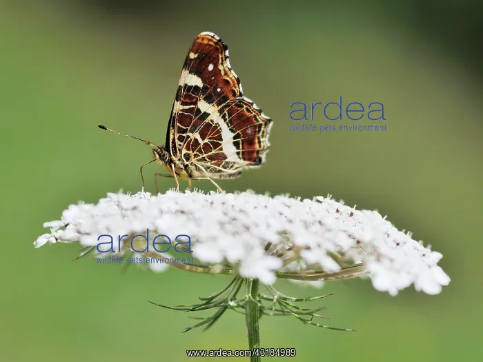 : Wild Carrot : Wild Carrot