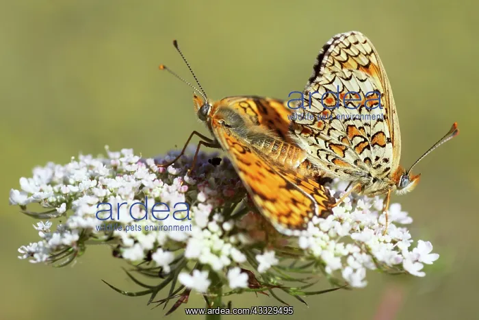 : Wild Carrot : Wild Carrot