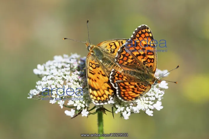 : Wild Carrot : Wild Carrot