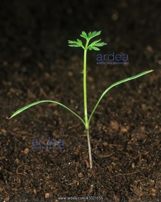 : Wild carrot (Daucus carota) seedling : Wild carrot (Daucus carota) seedling