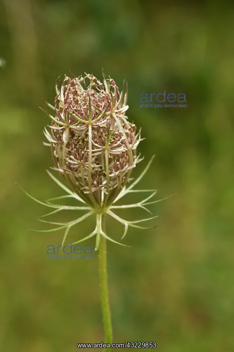 : Wild Carrot (Daucus carota). Vrangeskov, Denmark : Wild Carrot (Daucus carota). Vrangeskov, Denmark