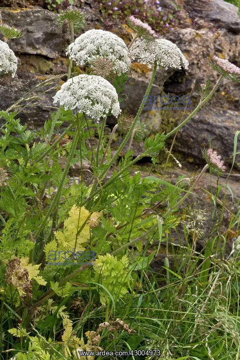 : Wild Carrot / Sea Carrot : Wild Carrot / Sea Carrot