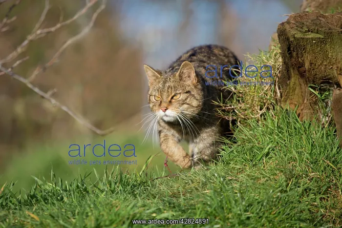  : Wild Cat (Felix sylvestris)