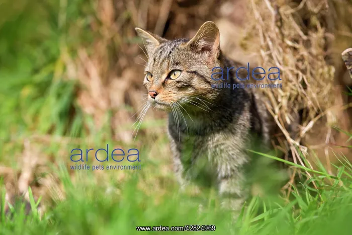  : Wild Cat (Felix sylvestris)