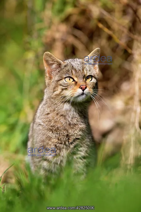  : Wild Cat (Felix sylvestris)