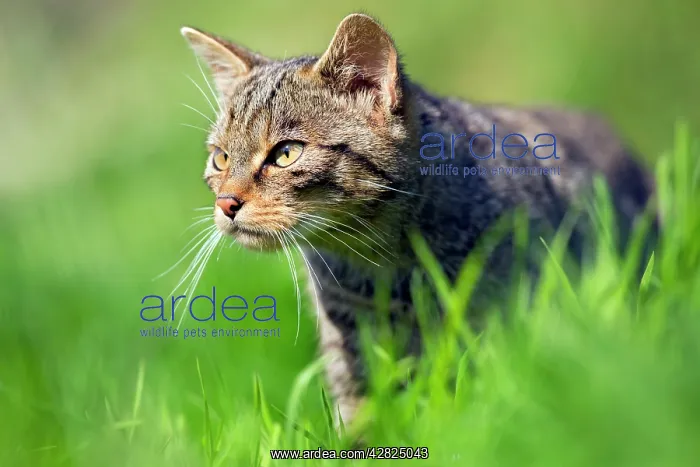 : Wild Cat (Felix sylvestris) : Wild Cat (Felix sylvestris)