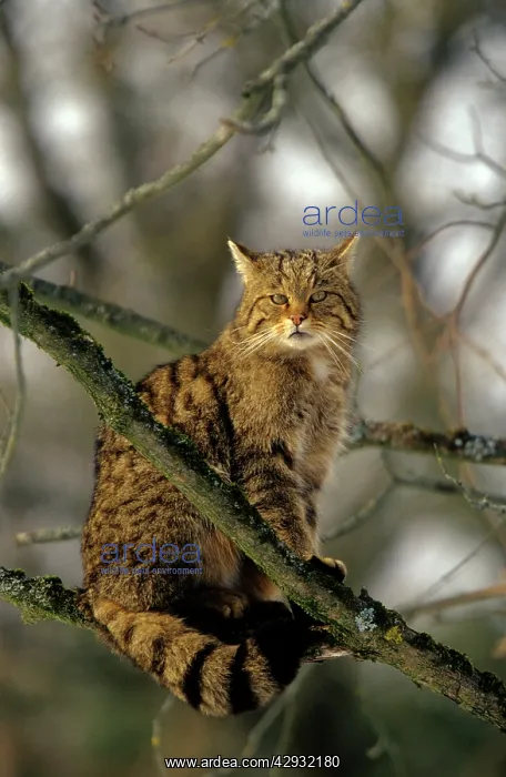  : Wild CAT (Felix silvestris)