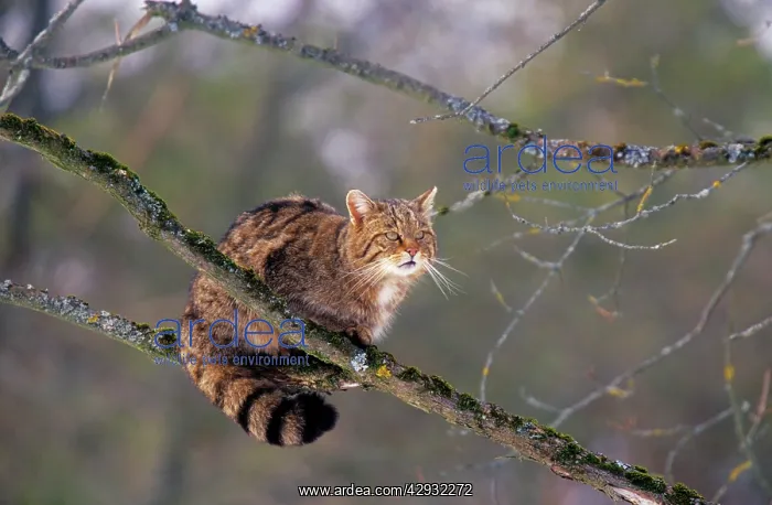  : Wild CAT (Felix silvestris)