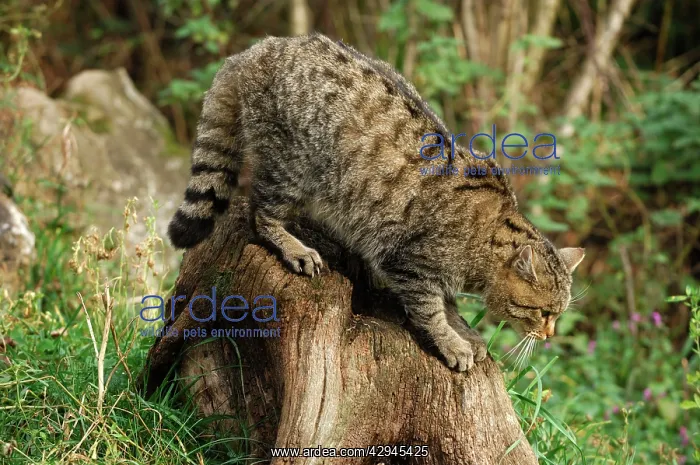  : Wild Cat (Felix silvestris)